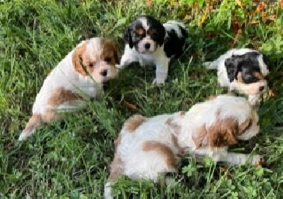 du Plan de la Baume - Cavalier King Charles Spaniel - Portée née le 20/06/2023