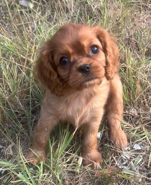 du Plan de la Baume - Cavalier King Charles Spaniel - Portée née le 19/05/2026