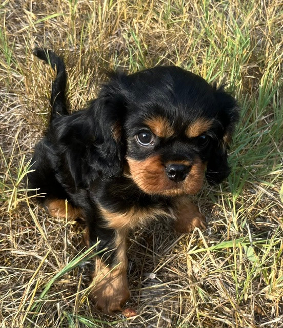 du Plan de la Baume - Chiots disponibles - Cavalier King Charles Spaniel