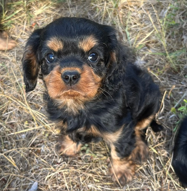 du Plan de la Baume - Chiots disponibles - Cavalier King Charles Spaniel