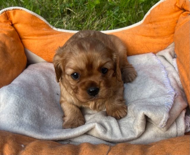 du Plan de la Baume - Cavalier King Charles Spaniel - Portée née le 01/04/2025